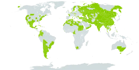 Beta vulgaris world distribution map, present in Anguilla, Albania, United Arab Emirates, Argentina, Australia, Azerbaijan, Belgium, Bangladesh, Bulgaria, Bahrain, Bosnia and Herzegovina, Bolivia (Plurinational State of), Brazil, Chile, China, Cameroon, Colombia, Cuba, Cayman Islands, Cyprus, Czech Republic, Germany, Denmark, Algeria, Ecuador, Egypt, Spain, France, United Kingdom of Great Britain and Northern Ireland, Georgia, Gibraltar, Greece, Guam, Honduras, Croatia, India, Iran (Islamic Republic of), Iraq, Iceland, Israel, Italy, Jordan, Kazakhstan, Kuwait, Lebanon, Libya, Sri Lanka, Morocco, Mexico, Malta, Myanmar, Montenegro, Mongolia, Netherlands, Nepal, New Zealand, Oman, Pakistan, Philippines, Puerto Rico, Korea (Democratic People's Republic of), Portugal, Qatar, Russian Federation, Saudi Arabia, Sudan, Slovakia, Slovenia, Sweden, Syrian Arab Republic, Thailand, Tajikistan, Turkmenistan, Tunisia, Turkey, Taiwan, Province of China, United States of America, Uzbekistan, Viet Nam, Yemen, and South Africa