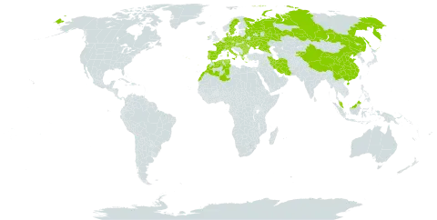 Betonica world distribution map, present in Albania, Austria, Bulgaria, Belarus, Switzerland, China, Czech Republic, Germany, Denmark, Algeria, Spain, France, Greece, Hungary, Ireland, Iran (Islamic Republic of), Italy, Kyrgyzstan, Morocco, Malaysia, Netherlands, Poland, Portugal, Romania, Russian Federation, Sweden, Turks and Caicos Islands, Tunisia, and Ukraine