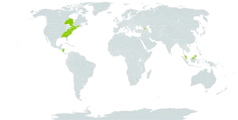 Betula lenta world distribution map, present in Åland Islands, Canada, Georgia, Malaysia, Nicaragua, and United States of America