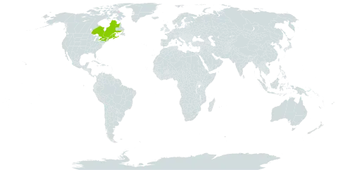 Betula minor world distribution map, present in Canada and United States of America