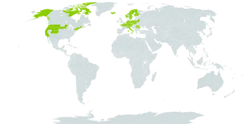 Betula nana world distribution map, present in Austria, Belarus, Canada, Switzerland, Czech Republic, Germany, Finland, France, United Kingdom of Great Britain and Northern Ireland, Iceland, Italy, Norway, Poland, Romania, Svalbard and Jan Mayen, Sweden, and United States of America