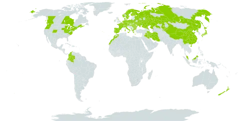 Betula pendula world distribution map, present in Albania, Austria, Bulgaria, Belarus, Canada, Switzerland, China, Colombia, Czech Republic, Germany, Denmark, Spain, Finland, France, United Kingdom of Great Britain and Northern Ireland, Greece, Hungary, Ireland, Iran (Islamic Republic of), Iraq, Italy, Japan, Kazakhstan, Kyrgyzstan, Morocco, Montenegro, Malaysia, Netherlands, Norway, New Zealand, Poland, Korea (Democratic People's Republic of), Portugal, Romania, Russian Federation, Sweden, Turks and Caicos Islands, Ukraine, and United States of America