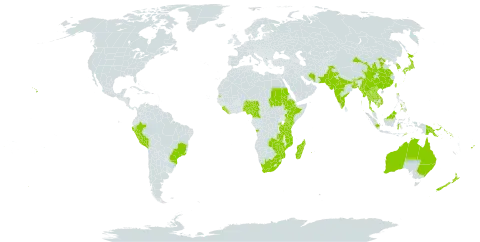 Biancaea decapetala world distribution map, present in Angola, Australia, Bonaire, Sint Eustatius and Saba, Bangladesh, Brazil, Barbados, Brunei Darussalam, Bhutan, China, Cameroon, Cook Islands, Ethiopia, Fiji, Hong Kong, Indonesia, India, Iran (Islamic Republic of), Japan, Kenya, Cambodia, Korea (Republic of), Lao People's Democratic Republic, Liberia, Sri Lanka, Madagascar, Myanmar, Mozambique, Mauritius, Malawi, Malaysia, Nigeria, Niue, Nepal, New Zealand, Pakistan, Peru, Philippines, Papua New Guinea, Réunion, Rwanda, Sudan, Singapore, Solomon Islands, Sierra Leone, Seychelles, Thailand, Timor-Leste, Taiwan, Province of China, Tanzania, United Republic of, Uganda, United States of America, Viet Nam, South Africa, Zambia, and Zimbabwe