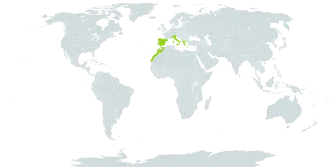 Biarum tenuifolium world distribution map, present in Albania, Spain, Greece, Italy, Morocco, Portugal, and Turks and Caicos Islands