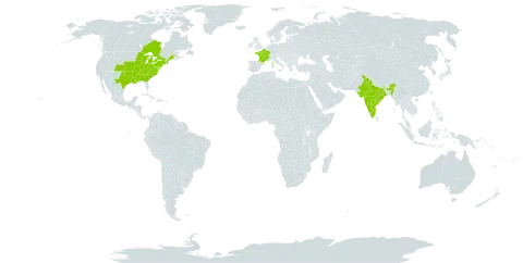 Bidens aristosa world distribution map, present in Canada, France, United Kingdom of Great Britain and Northern Ireland, India, and United States of America