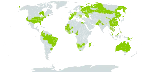 Bidens bipinnata world distribution map, present in Australia, Belgium, Benin, Burkina Faso, Bulgaria, Brazil, Bhutan, Botswana, Canada, Switzerland, China, Côte d'Ivoire, Cameroon, Colombia, Cabo Verde, Cyprus, Germany, Egypt, Spain, Estonia, France, United Kingdom of Great Britain and Northern Ireland, Georgia, Guernsey, Guinea, Hungary, India, Italy, Japan, Cambodia, Korea (Republic of), Lesotho, Madagascar, Mali, Montenegro, Mauritania, Malaysia, Namibia, Nepal, Pakistan, Philippines, Papua New Guinea, Korea (Democratic People's Republic of), Romania, Russian Federation, Saudi Arabia, Senegal, Slovenia, eSwatini, Togo, Thailand, Taiwan, Province of China, United States of America, Viet Nam, South Africa, and Zimbabwe