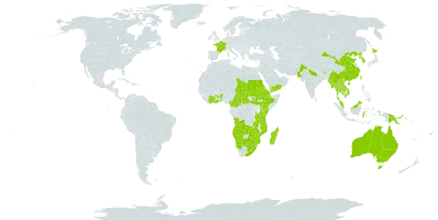 Bidens biternata world distribution map, present in Afghanistan, Angola, Australia, Benin, Burkina Faso, Bhutan, Botswana, Central African Republic, China, Côte d'Ivoire, Cameroon, Cabo Verde, Djibouti, Eritrea, Ethiopia, Fiji, France, United Kingdom of Great Britain and Northern Ireland, Ghana, Indonesia, India, Japan, Kenya, Cambodia, Korea (Republic of), Lao People's Democratic Republic, Sri Lanka, Lesotho, Madagascar, Myanmar, Mozambique, Malaysia, Namibia, Nepal, Pakistan, Philippines, Papua New Guinea, Korea (Democratic People's Republic of), Portugal, Réunion, Saudi Arabia, Sudan, South Sudan, eSwatini, Chad, Thailand, Tonga, Taiwan, Province of China, Tanzania, United Republic of, Uganda, Viet Nam, Yemen, South Africa, Zambia, and Zimbabwe