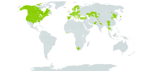 Bidens cernua world distribution map, present in Albania, Armenia, Austria, Belgium, Bulgaria, Bosnia and Herzegovina, Belarus, Canada, Switzerland, China, Czech Republic, Germany, Denmark, Spain, Estonia, Finland, France, United Kingdom of Great Britain and Northern Ireland, Georgia, Greece, Croatia, Hungary, India, Italy, Japan, Kazakhstan, Kyrgyzstan, Liberia, Liechtenstein, Lithuania, Luxembourg, Latvia, Moldova (Republic of), Montenegro, Netherlands, Norway, Nepal, Pakistan, Poland, Korea (Democratic People's Republic of), Romania, Russian Federation, Serbia, Slovakia, Slovenia, Sweden, Thailand, Turkey, Ukraine, United States of America, and South Africa