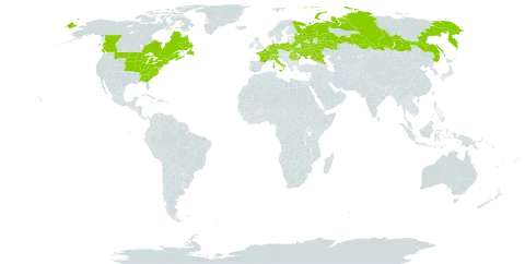 Bidens connata world distribution map, present in Belgium, Belarus, Canada, Switzerland, Germany, France, United Kingdom of Great Britain and Northern Ireland, Italy, Luxembourg, Netherlands, Poland, Romania, Russian Federation, Slovenia, Ukraine, and United States of America