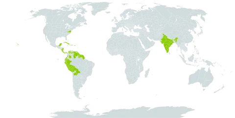 Bidens cynapiifolia world distribution map, present in Anguilla, Antigua and Barbuda, Bonaire, Sint Eustatius and Saba, Bahamas, Bolivia (Plurinational State of), Brazil, Barbados, Colombia, Costa Rica, Cuba, Cayman Islands, Dominica, Ecuador, Guadeloupe, French Guiana, Guyana, India, Jamaica, Saint Lucia, Mexico, Martinique, Nicaragua, Panama, Peru, Puerto Rico, Suriname, Trinidad and Tobago, United States Minor Outlying Islands, United States of America, Saint Vincent and the Grenadines, and Venezuela (Bolivarian Republic of)