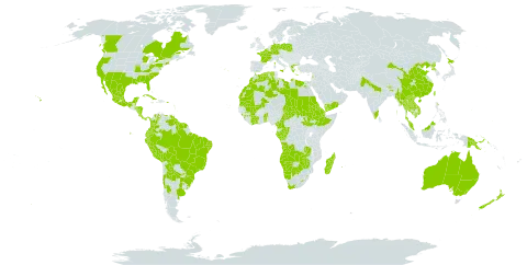 Bidens pilosa world distribution map, present in Angola, Anguilla, Argentina, American Samoa, Antigua and Barbuda, Australia, Belgium, Benin, Bonaire, Sint Eustatius and Saba, Burkina Faso, Belize, Bolivia (Plurinational State of), Brazil, Barbados, Bhutan, Botswana, Canada, Chile, China, Côte d'Ivoire, Cameroon, Congo, Cook Islands, Colombia, Cabo Verde, Costa Rica, Cuba, Germany, Djibouti, Dominica, Algeria, Ecuador, Egypt, Eritrea, Spain, Ethiopia, Fiji, France, Micronesia (Federated States of), Gabon, United Kingdom of Great Britain and Northern Ireland, Gibraltar, Guinea, Guadeloupe, Equatorial Guinea, Greece, French Guiana, Guam, Guyana, Honduras, India, Israel, Italy, Jamaica, Japan, Cambodia, Kiribati, Lao People's Democratic Republic, Lebanon, Libya, Saint Lucia, Sri Lanka, Lesotho, Morocco, Madagascar, Maldives, Mexico, Marshall Islands, Mali, Myanmar, Northern Mariana Islands, Mauritania, Montserrat, Martinique, Mauritius, Malaysia, Namibia, Nicaragua, Niue, Nepal, New Zealand, Pakistan, Panama, Peru, Philippines, Palau, Papua New Guinea, Poland, Puerto Rico, Korea (Democratic People's Republic of), Portugal, Paraguay, Réunion, Saudi Arabia, Sudan, Singapore, South Sudan, Sao Tome and Principe, Suriname, Slovenia, eSwatini, Seychelles, Chad, Togo, Thailand, Tonga, Trinidad and Tobago, Taiwan, Province of China, United States Minor Outlying Islands, Uruguay, United States of America, Venezuela (Bolivarian Republic of), Viet Nam, Samoa, Yemen, South Africa, Zambia, and Zimbabwe