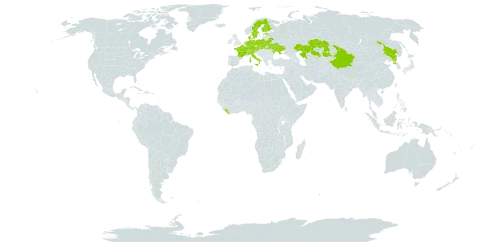 Bidens radiata world distribution map, present in Austria, Belarus, Switzerland, China, Czech Republic, Germany, Denmark, Estonia, Finland, France, Italy, Kazakhstan, Liberia, Moldova (Republic of), Netherlands, Poland, Korea (Democratic People's Republic of), Russian Federation, Slovakia, Sweden, and Ukraine