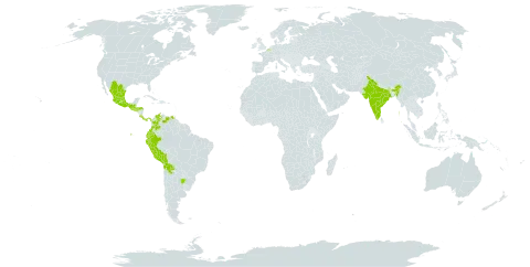 Bidens triplinervia world distribution map, present in Argentina, Belgium, Bolivia (Plurinational State of), Chile, Colombia, Costa Rica, Ecuador, Guatemala, Honduras, India, Mexico, Panama, Peru, El Salvador, and Venezuela (Bolivarian Republic of)