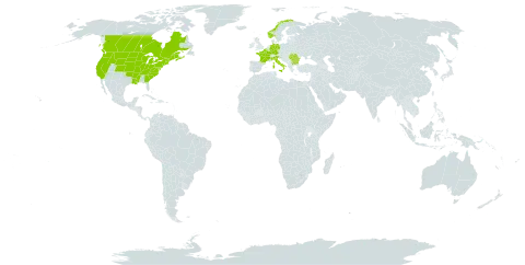 Bidens vulgata world distribution map, present in Belgium, Bulgaria, Canada, Germany, France, United Kingdom of Great Britain and Northern Ireland, Italy, Norway, Romania, Serbia, Slovenia, and United States of America