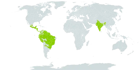 Bignonia binata world distribution map, present in Argentina, Belize, Bolivia (Plurinational State of), Brazil, Colombia, Costa Rica, Ecuador, Guatemala, French Guiana, Guyana, Honduras, India, Mexico, Nicaragua, Panama, Peru, Paraguay, Suriname, and Venezuela (Bolivarian Republic of)