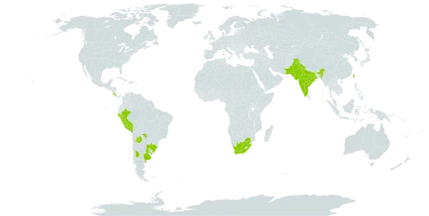 Bignonia callistegioides world distribution map, present in Argentina, Bolivia (Plurinational State of), Brazil, Costa Rica, India, Pakistan, Peru, Paraguay, Taiwan, Province of China, Uruguay, and South Africa