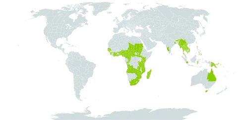 Biophytum umbraculum world distribution map, present in Angola, Australia, Burundi, Benin, Burkina Faso, Central African Republic, China, Côte d'Ivoire, Cameroon, Congo, Ghana, Guinea, Guinea-Bissau, Indonesia, India, Iceland, Kenya, Cambodia, Lao People's Democratic Republic, Sri Lanka, Madagascar, Myanmar, Mozambique, Malawi, Nigeria, Philippines, Papua New Guinea, Rwanda, Sudan, Senegal, Sierra Leone, South Sudan, Chad, Togo, Thailand, Tanzania, United Republic of, Uganda, Viet Nam, South Africa, Zambia, and Zimbabwe