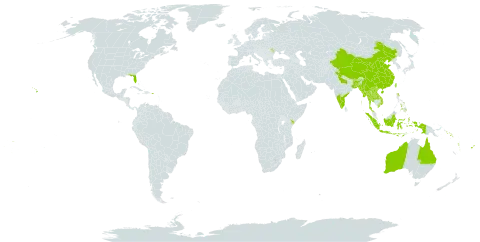 Bischofia javanica world distribution map, present in Andorra, Australia, Bangladesh, Bhutan, China, Cook Islands, Fiji, Indonesia, India, Kenya, Lao People's Democratic Republic, Moldova (Republic of), Myanmar, Philippines, Puerto Rico, Solomon Islands, Thailand, Tonga, Taiwan, Province of China, United States of America, Viet Nam, Vanuatu, Wallis and Futuna, and Samoa