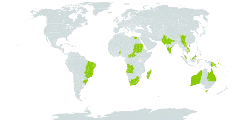 Blainvillea acmella world distribution map, present in Angola, American Samoa, Australia, Benin, Burkina Faso, Brazil, Central African Republic, China, Egypt, India, Cambodia, Lao People's Democratic Republic, Sri Lanka, Madagascar, Malaysia, Nepal, Pakistan, Papua New Guinea, Sudan, Viet Nam, and South Africa