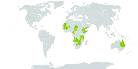 Blainvillea gayana world distribution map, present in Angola, Australia, Burkina Faso, Botswana, Cameroon, Cabo Verde, Djibouti, Eritrea, Ethiopia, Mali, Mauritania, Saudi Arabia, Senegal, Chad, Tanzania, United Republic of, Yemen, South Africa, Zambia, and Zimbabwe