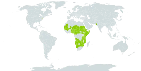 Blastania cerasiformis world distribution map, present in Angola, Benin, Burkina Faso, Botswana, Central African Republic, Cameroon, Eritrea, Ethiopia, Kenya, Mali, Mozambique, Mauritania, Malawi, Namibia, Niger, Nigeria, Pakistan, Saudi Arabia, Sudan, Senegal, Somalia, South Sudan, Chad, Tanzania, United Republic of, Uganda, United States of America, Yemen, South Africa, Zambia, and Zimbabwe