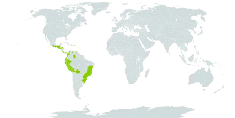 Blechnum divergens world distribution map, present in Bolivia (Plurinational State of), Brazil, Colombia, Costa Rica, Dominica, Ecuador, Guadeloupe, Grenada, Guatemala, Honduras, Mexico, Montserrat, Martinique, Panama, Peru, Puerto Rico, El Salvador, and Venezuela (Bolivarian Republic of)