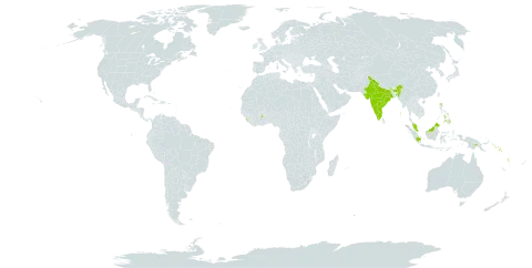 Blechnum melanocaulon subsp. pallens world distribution map, present in Ghana, Indonesia, India, Sri Lanka, Mauritius, Malaysia, Philippines, Papua New Guinea, Solomon Islands, and Vanuatu