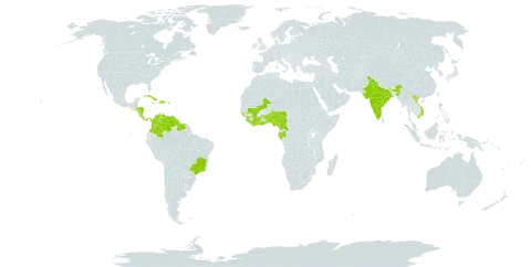 Blighia sapida world distribution map, present in Benin, Burkina Faso, Belize, Brazil, Barbados, Côte d'Ivoire, Cameroon, Colombia, Costa Rica, Cuba, Cayman Islands, Dominica, Dominican Republic, Micronesia (Federated States of), Gabon, Ghana, Guinea, Guinea-Bissau, Guyana, Honduras, Haiti, India, Jamaica, Liberia, Saint Lucia, Mali, Montserrat, Martinique, Nigeria, Nicaragua, Panama, Puerto Rico, Sierra Leone, Sao Tome and Principe, Suriname, Togo, United States Minor Outlying Islands, United States of America, Venezuela (Bolivarian Republic of), and Viet Nam