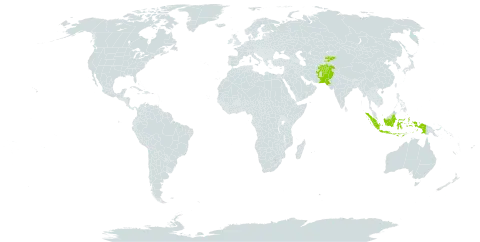 Blysmus compressus var. brevifolius world distribution map, present in Afghanistan, Indonesia, Kyrgyzstan, and Pakistan