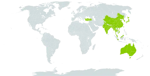 Blyxa echinosperma world distribution map, present in Australia, Bangladesh, China, Indonesia, India, Iceland, Japan, Korea (Republic of), Myanmar, Malaysia, Nepal, Philippines, Korea (Democratic People's Republic of), Thailand, Turkey, Taiwan, Province of China, and Viet Nam