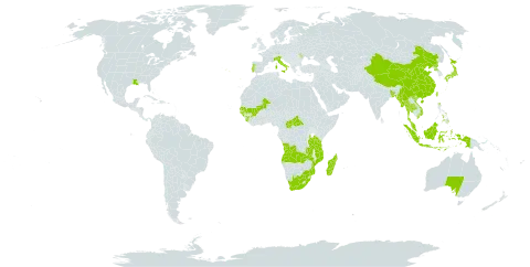 Blyxa world distribution map, present in Angola, Andorra, Australia, Burkina Faso, Bangladesh, Central African Republic, China, Guinea, Guinea-Bissau, Indonesia, Italy, Japan, Moldova (Republic of), Madagascar, Mali, Myanmar, Mozambique, Malaysia, Nepal, Philippines, Korea (Democratic People's Republic of), Portugal, Senegal, Sierra Leone, Thailand, Taiwan, Province of China, Tanzania, United Republic of, United States of America, Viet Nam, South Africa, and Zambia