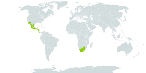 Bocconia arborea world distribution map, present in Costa Rica, Honduras, Mexico, Nicaragua, and South Africa