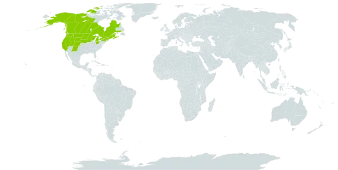 Boechera divaricarpa world distribution map, present in Canada and United States of America