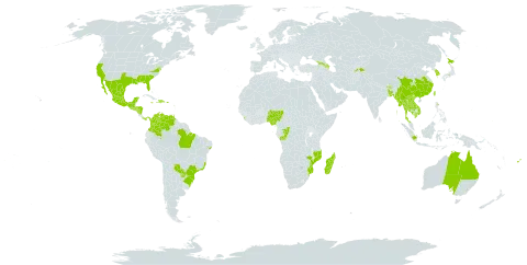 Boehmeria nivea world distribution map, present in Australia, Azerbaijan, Bangladesh, Brazil, Bhutan, China, Congo, Colombia, Dominican Republic, Fiji, Micronesia (Federated States of), Georgia, Guadeloupe, Equatorial Guinea, Guatemala, Guam, Honduras, Haiti, Indonesia, India, Jamaica, Japan, Cambodia, Korea (Republic of), Lao People's Democratic Republic, Saint Lucia, Sri Lanka, Madagascar, Maldives, Mexico, Marshall Islands, Myanmar, Northern Mariana Islands, Mozambique, Nigeria, Nicaragua, Nepal, Panama, Philippines, Palau, Puerto Rico, Paraguay, Singapore, El Salvador, Sao Tome and Principe, Thailand, Tajikistan, Trinidad and Tobago, Taiwan, Province of China, Tanzania, United Republic of, United States of America, Venezuela (Bolivarian Republic of), and Viet Nam