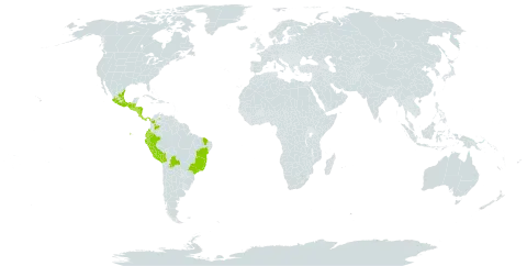 Boehmeria ulmifolia world distribution map, present in Belize, Bolivia (Plurinational State of), Brazil, Colombia, Costa Rica, Ecuador, Guatemala, Honduras, Mexico, Nicaragua, Panama, Peru, El Salvador, and Venezuela (Bolivarian Republic of)