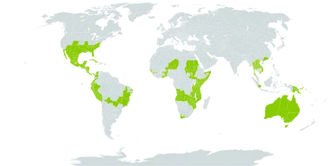 Boerhavia erecta world distribution map, present in Angola, French Southern Territories, Antigua and Barbuda, Australia, Benin, Bonaire, Sint Eustatius and Saba, Burkina Faso, Bahamas, Belize, Bolivia (Plurinational State of), Brazil, Barbados, China, Colombia, Costa Rica, Cuba, Cayman Islands, Dominica, Ecuador, Ghana, Guinea, Guadeloupe, Gambia, Guinea-Bissau, Grenada, Guatemala, Honduras, Indonesia, India, Jamaica, Kenya, Lao People's Democratic Republic, Saint Lucia, Sri Lanka, Maldives, Mexico, Mozambique, Montserrat, Martinique, Malawi, Niger, Nicaragua, Panama, Peru, Papua New Guinea, Puerto Rico, Qatar, Sudan, Singapore, Somalia, South Sudan, Turks and Caicos Islands, Togo, Thailand, Tanzania, United Republic of, Uganda, United States Minor Outlying Islands, Uruguay, United States of America, Saint Vincent and the Grenadines, Viet Nam, South Africa, Zambia, and Zimbabwe