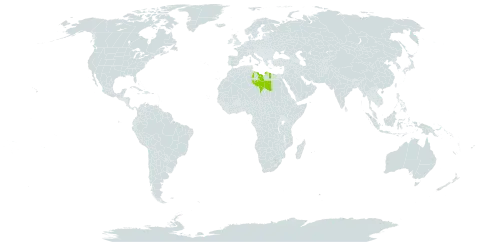 Boerhavia montana world distribution map, present in Libya and Chad