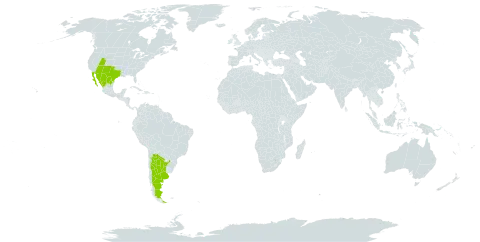 Boerhavia spicata world distribution map, present in Argentina, Mexico, and United States of America