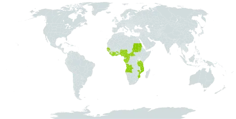 Bolbitis acrostichoides world distribution map, present in Angola, Central African Republic, Côte d'Ivoire, Cameroon, Congo, Gabon, Ghana, Guinea, Guinea-Bissau, Equatorial Guinea, Liberia, Mozambique, Nigeria, Sudan, Senegal, Sierra Leone, Sao Tome and Principe, Togo, Tanzania, United Republic of, and Uganda