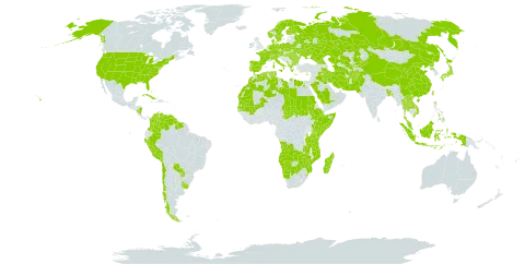 Bolboschoenus world distribution map, present in Afghanistan, Angola, Åland Islands, Albania, Austria, Bangladesh, Bulgaria, Bahamas, Belarus, Bermuda, Botswana, Switzerland, Chile, China, Colombia, Cuba, Cyprus, Czech Republic, Germany, Djibouti, Denmark, Algeria, Egypt, Spain, Ethiopia, Finland, France, Micronesia (Federated States of), Georgia, Greece, Guyana, Hungary, Indonesia, Ireland, Iran (Islamic Republic of), Iraq, Italy, Japan, Kazakhstan, Kenya, Kyrgyzstan, Lao People's Democratic Republic, Libya, Morocco, Madagascar, Mali, Montenegro, Mozambique, Mauritania, Mauritius, Malaysia, Namibia, Norfolk Island, Nicaragua, Netherlands, Norway, Pakistan, Peru, Philippines, Palau, Poland, Korea (Democratic People's Republic of), Portugal, Paraguay, Romania, Russian Federation, Saudi Arabia, Sudan, Senegal, Singapore, Somalia, Suriname, Sweden, eSwatini, Turks and Caicos Islands, Chad, Thailand, Turkmenistan, Tunisia, Taiwan, Province of China, Tanzania, United Republic of, Ukraine, Uruguay, United States of America, Uzbekistan, Venezuela (Bolivarian Republic of), Viet Nam, Zambia, and Zimbabwe