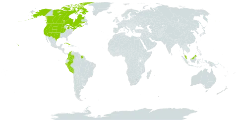 Bolboschoenus maritimus subsp. paludosus world distribution map, present in Canada, Colombia, Cuba, France, Micronesia (Federated States of), Malaysia, Peru, Suriname, and United States of America