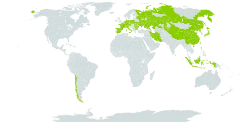 Bolboschoenus planiculmis world distribution map, present in Austria, Bulgaria, Switzerland, Chile, China, Czech Republic, Germany, Spain, France, Indonesia, Iran (Islamic Republic of), Italy, Japan, Kazakhstan, Kyrgyzstan, Montenegro, Netherlands, Philippines, Poland, Korea (Democratic People's Republic of), Romania, Russian Federation, Taiwan, Province of China, and Ukraine