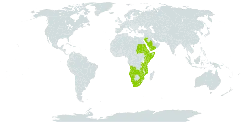 Bonatea steudneri world distribution map, present in Angola, Burkina Faso, Eritrea, Ethiopia, Kenya, Mozambique, Namibia, Rwanda, Saudi Arabia, Sudan, Somalia, Tanzania, United Republic of, Uganda, Yemen, South Africa, Zambia, and Zimbabwe