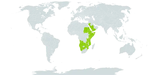 Bonatea world distribution map, present in Angola, Burkina Faso, Botswana, Eritrea, Ethiopia, Kenya, Mozambique, Namibia, Rwanda, Saudi Arabia, Sudan, Somalia, eSwatini, Tanzania, United Republic of, Uganda, Yemen, Zambia, and Zimbabwe