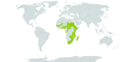 Borassus aethiopum world distribution map, present in Benin, Burkina Faso, Central African Republic, Congo, Comoros, Ethiopia, Ghana, Guinea, Gambia, Guinea-Bissau, Kenya, Madagascar, Mali, Mozambique, Nigeria, Sudan, Senegal, Chad, Togo, Tanzania, United Republic of, Uganda, South Africa, Zambia, and Zimbabwe