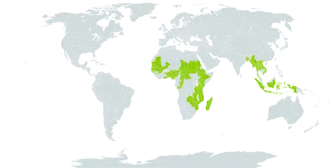 Borassus world distribution map, present in Benin, Burkina Faso, Bangladesh, Central African Republic, Congo, Comoros, Ethiopia, Ghana, Guinea, Gambia, Guinea-Bissau, Indonesia, Kenya, Lao People's Democratic Republic, Madagascar, Mali, Myanmar, Mozambique, Mauritania, Nigeria, Sudan, Senegal, Chad, Togo, Thailand, Tanzania, United Republic of, Uganda, Viet Nam, Zambia, and Zimbabwe