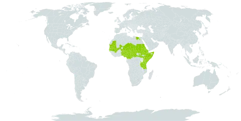 Boscia integrifolia world distribution map, present in Benin, Burkina Faso, Central African Republic, Cameroon, Egypt, Eritrea, Ethiopia, Gambia, Kenya, Mali, Mauritania, Niger, Nigeria, Sudan, Senegal, Somalia, South Sudan, Chad, Tanzania, United Republic of, Uganda, and Yemen