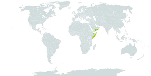 Boswellia sacra world distribution map, present in Oman, Somalia, and Yemen