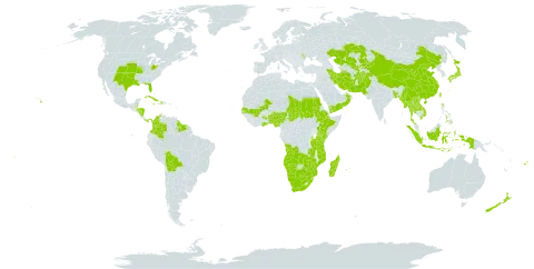 Bothriochloa bladhii world distribution map, present in Afghanistan, Angola, Benin, Burkina Faso, Bangladesh, Belize, Bolivia (Plurinational State of), Botswana, China, Cook Islands, Colombia, Cuba, Dominica, Ethiopia, Fiji, Ghana, Guyana, Honduras, Haiti, Indonesia, Iran (Islamic Republic of), Jamaica, Japan, Kazakhstan, Kenya, Kyrgyzstan, Lao People's Democratic Republic, Moldova (Republic of), Madagascar, Mali, Myanmar, Mozambique, Mauritius, Namibia, Nigeria, Nicaragua, Nepal, Nauru, New Zealand, Oman, Pakistan, Panama, Philippines, Réunion, Sudan, Senegal, Suriname, eSwatini, Turks and Caicos Islands, Chad, Thailand, Tonga, Taiwan, Province of China, Tanzania, United Republic of, Uganda, United States of America, Uzbekistan, Viet Nam, Wallis and Futuna, Samoa, Yemen, South Africa, Zambia, and Zimbabwe