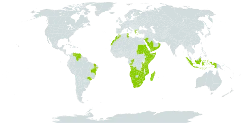 Bothriochloa insculpta world distribution map, present in Angola, Burkina Faso, Brazil, Botswana, Congo, Eritrea, Ethiopia, Greece, Indonesia, Kenya, Morocco, Madagascar, Mozambique, Namibia, Oman, Rwanda, Saudi Arabia, Sudan, Somalia, eSwatini, Tunisia, Tanzania, United Republic of, Uganda, Venezuela (Bolivarian Republic of), Yemen, South Africa, Zambia, and Zimbabwe